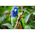 Pionus papegaaien | PUUR Blend