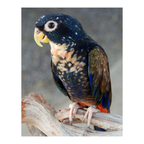 Pionus papegaaien | PUUR Blend