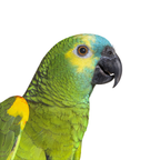 Amazone | JUNGLE PROTËINE Blend