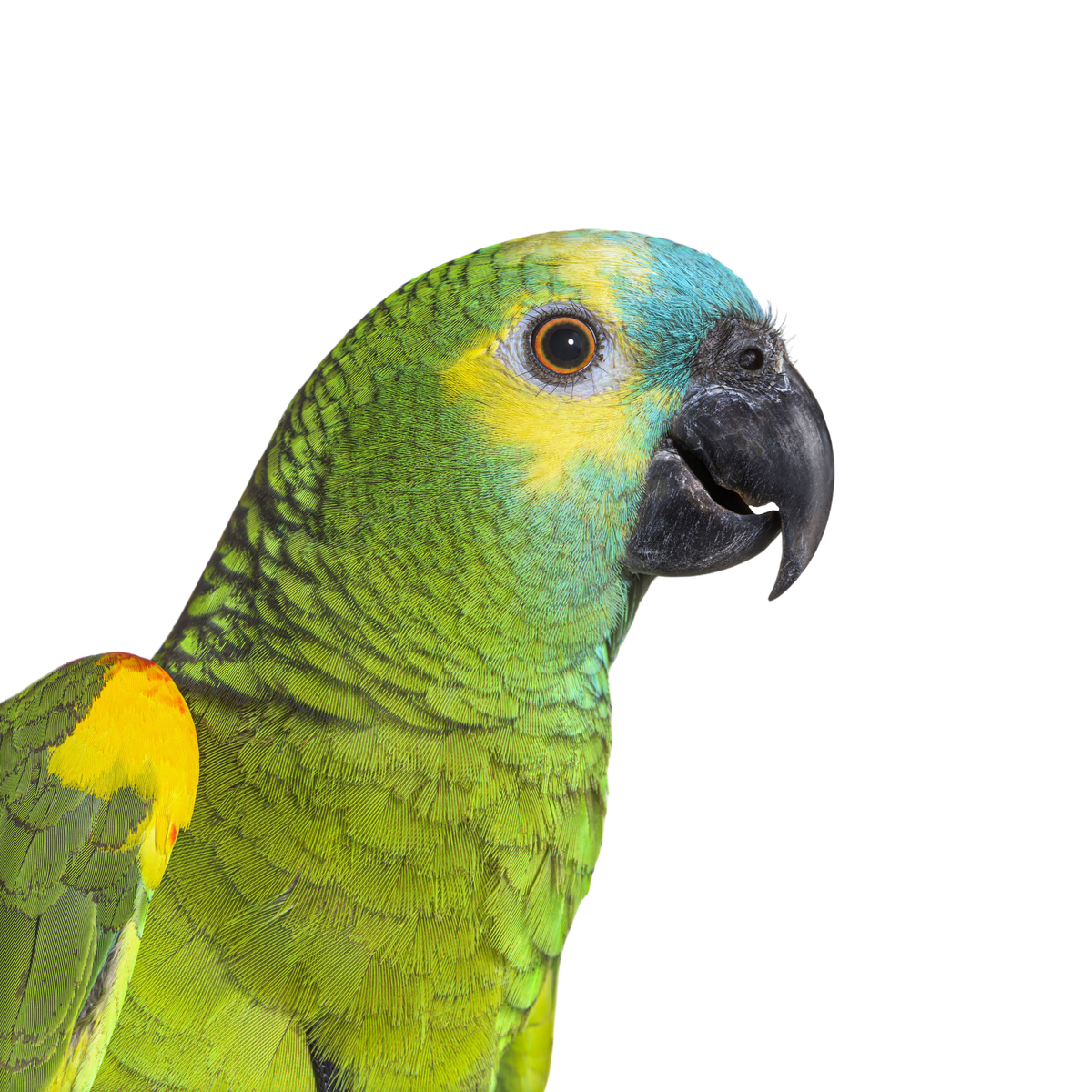 Amazone papegaaien| PUUR Blend