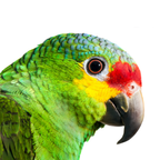 Amazone | JUNGLE PROTËINE Blend