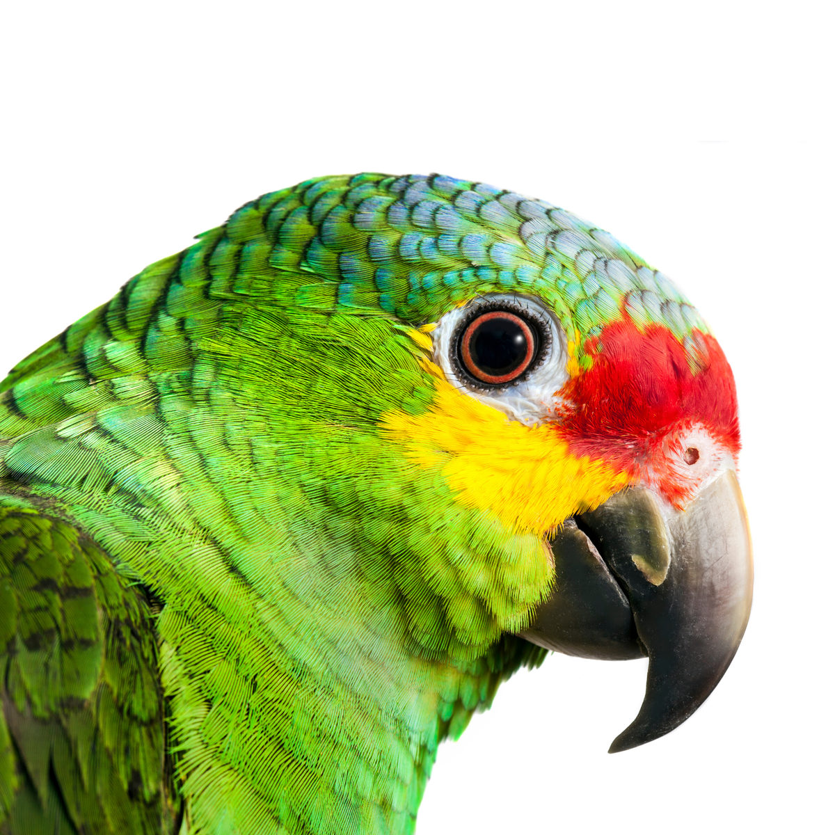 Amazone | JUNGLE PROTËINE Blend