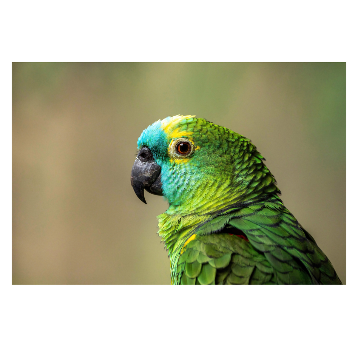 Amazone | JUNGLE PROTËINE Blend