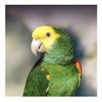 Amazone | JUNGLE PROTËINE Blend