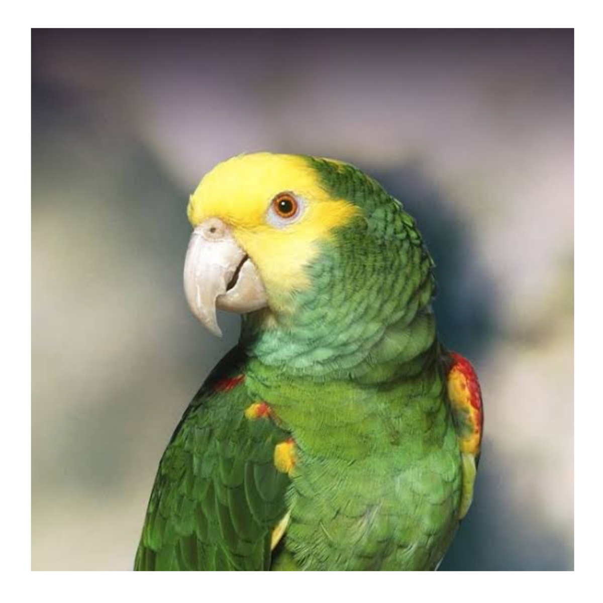 Amazone papegaaien| PUUR Blend