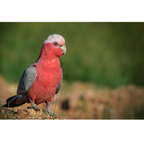 Galah - Pink papegaaien | PUUR Blend