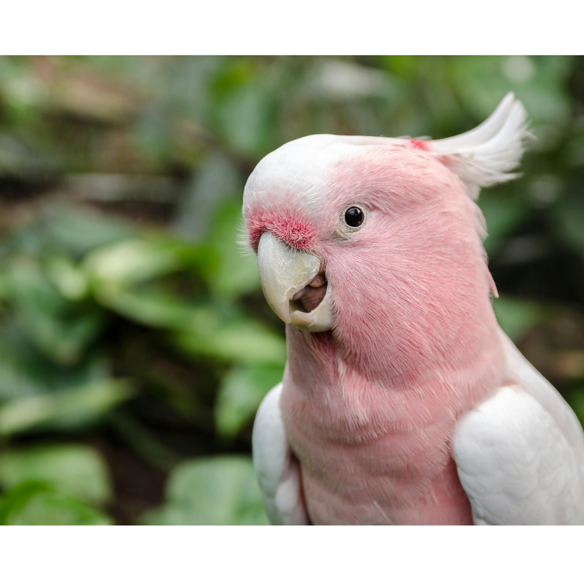 Galah - Pink papegaaien | PUUR Blend