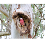 Galah - Pink papegaaien | PUUR Blend