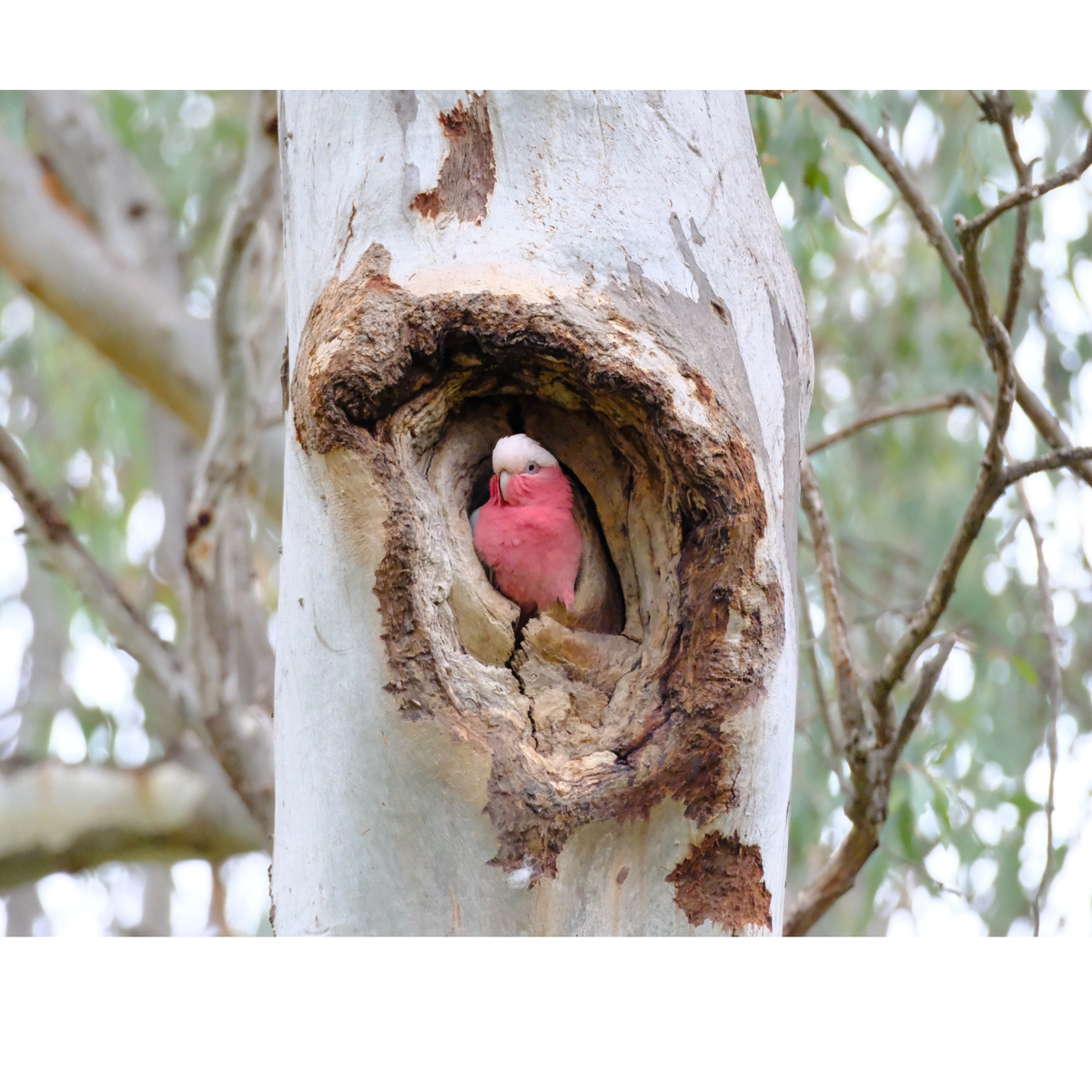 Galah - Pink papegaaien | PUUR Blend