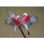 Galah - Pink papegaaien | PUUR Blend