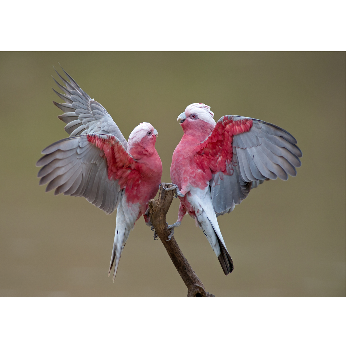 Galah - Pink papegaaien | PUUR Blend