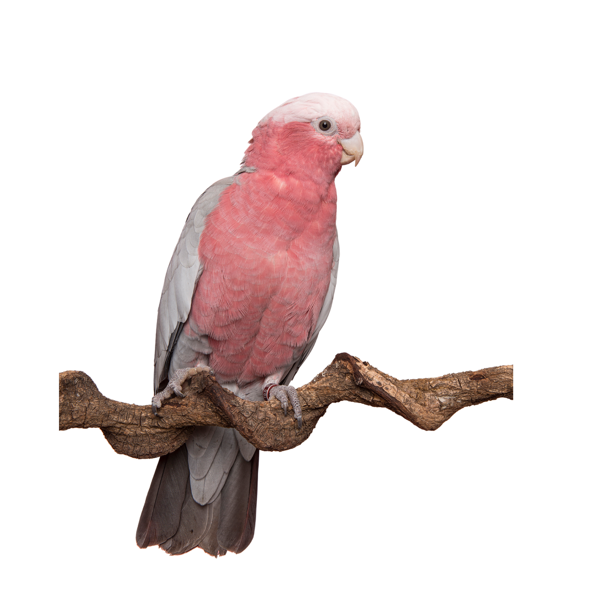 Galah - Pink papegaaien | PUUR Blend