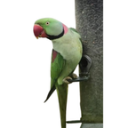Grote Alexander Parkiet | WILDERNIS Blend