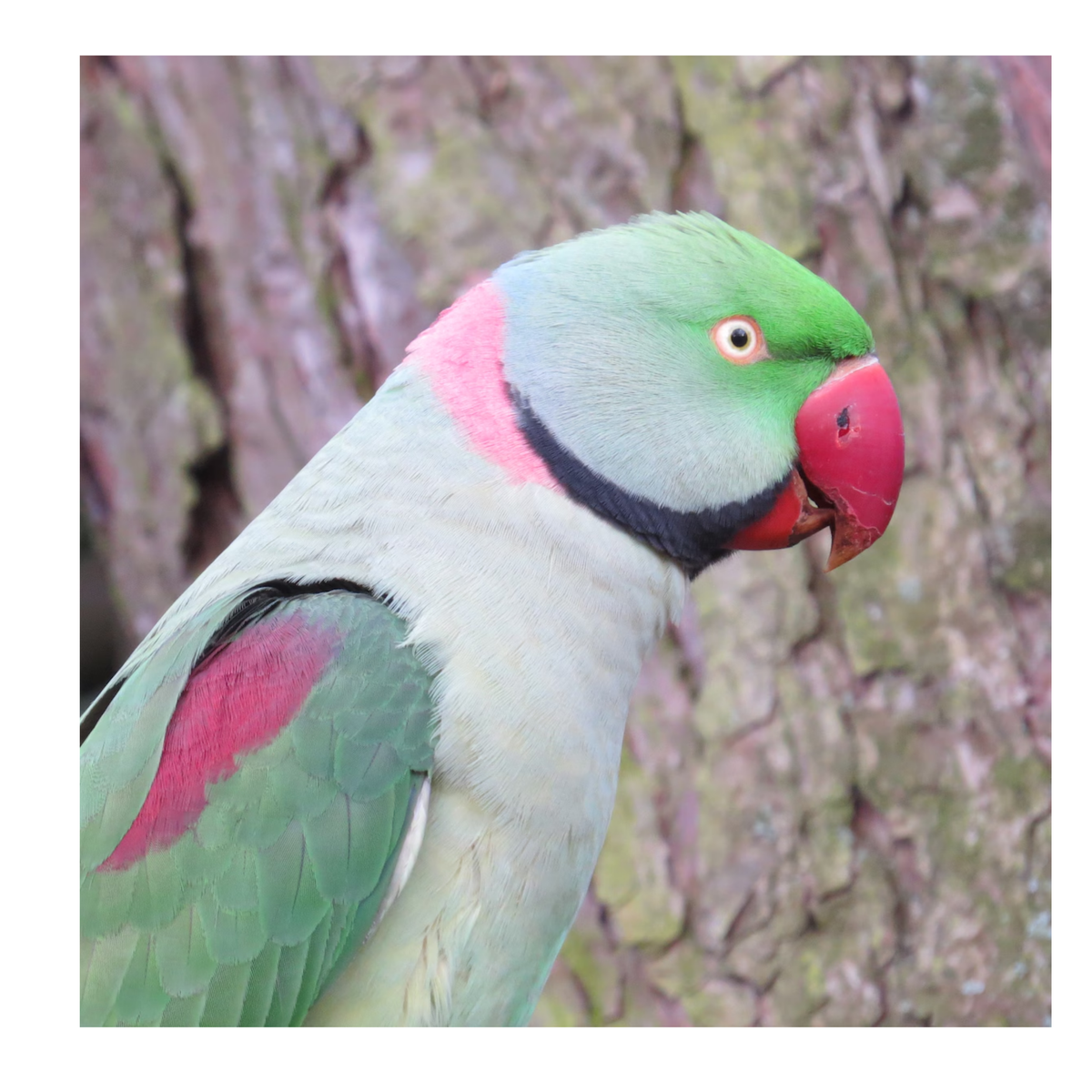Grote Alexanderparkiet | PUUR Blend