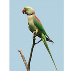 Grote Alexander Parkiet | WILDERNIS Blend