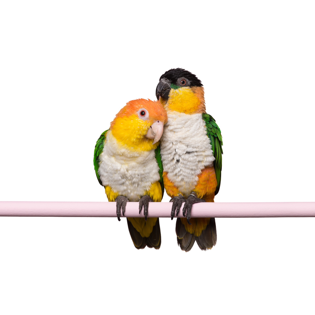 Caique  | WILDERNIS blend