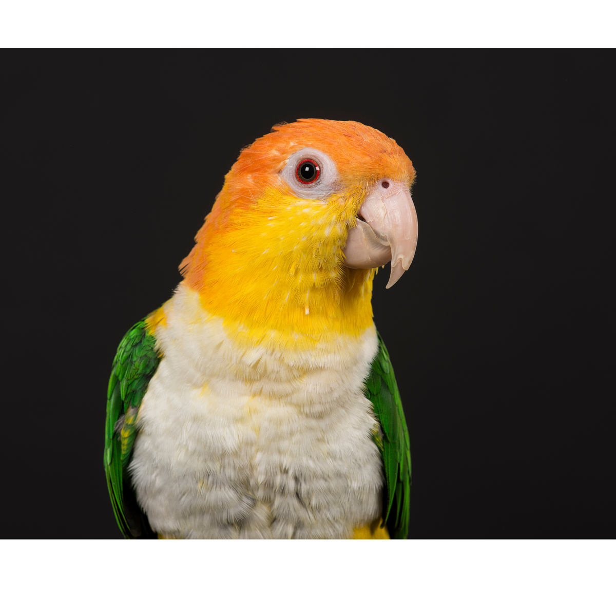Caique  | PUUR blend