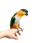 Caique  | WILDERNIS blend