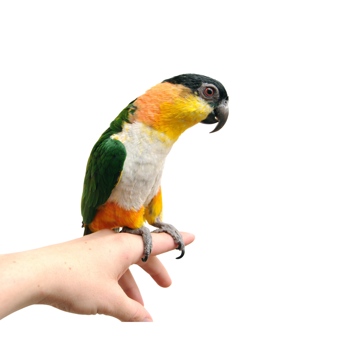 Caique  | PUUR blend