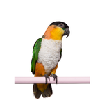 Caique  | WILDERNIS blend