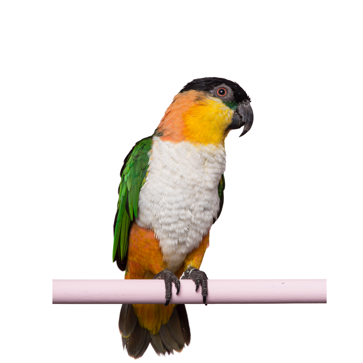 Caique  | WILDERNIS blend