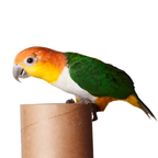 Caique  | WILDERNIS blend