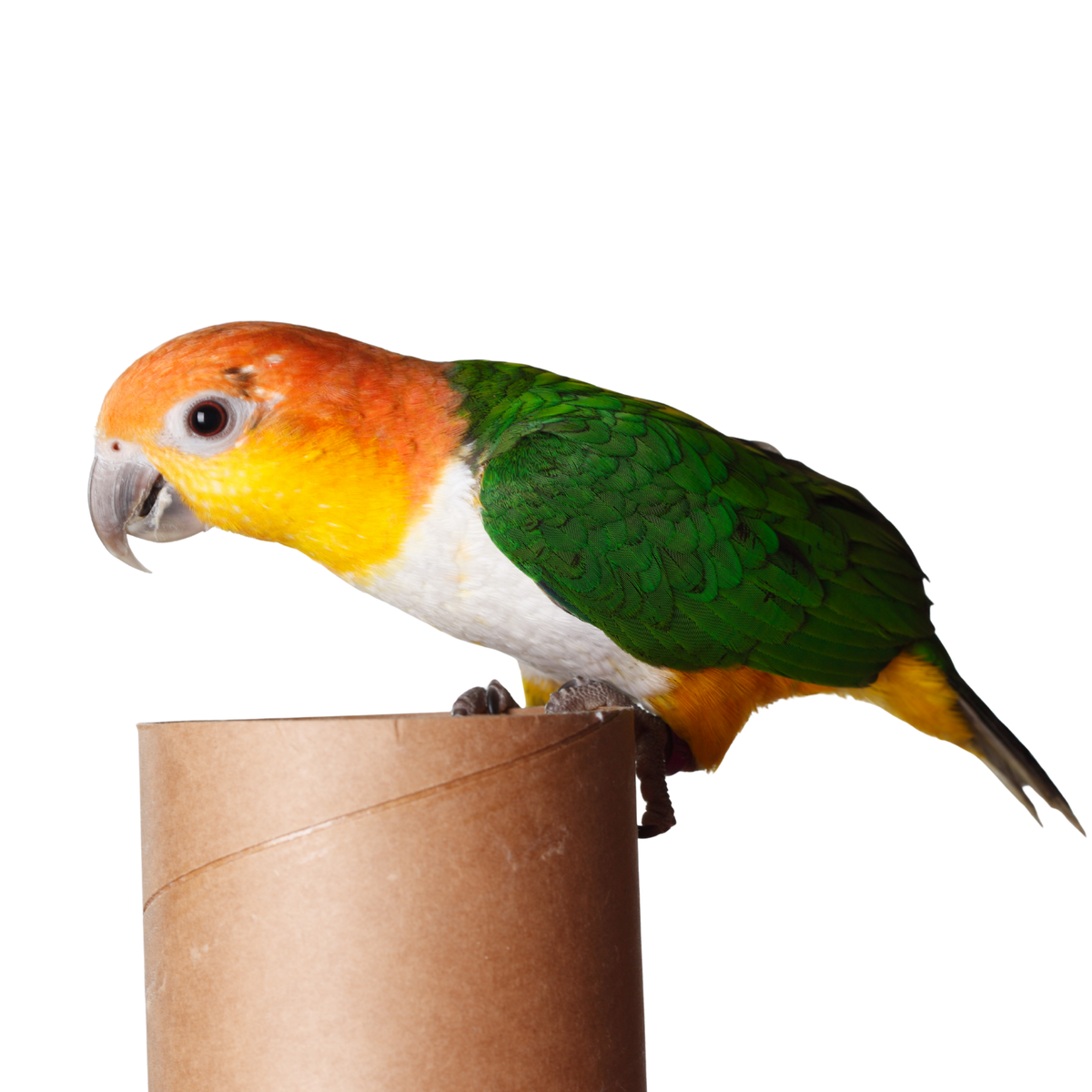 Caique | JUNGLE PROTËINE Blend