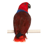 Eclectus-Edelpapegaai | JUNGLE PROTËINE Blend
