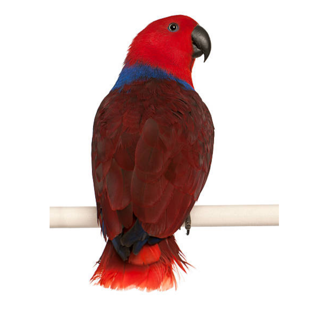 Eclectus-Edelpapegaai | JUNGLE PROTËINE Blend