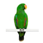 Eclectus - Edelpapegaai | WILDERNIS Blend