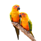 Conure | JUNGLE PROTËINE Blend