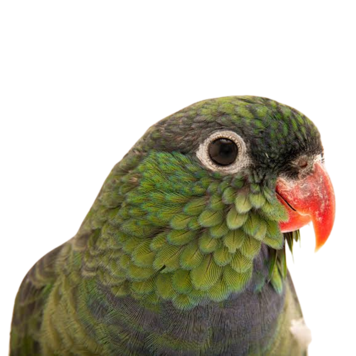 Pionus | JUNGLE PROTËINE Blend