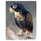 Pionus | JUNGLE PROTËINE Blend