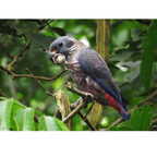Pionus | JUNGLE PROTËINE Blend