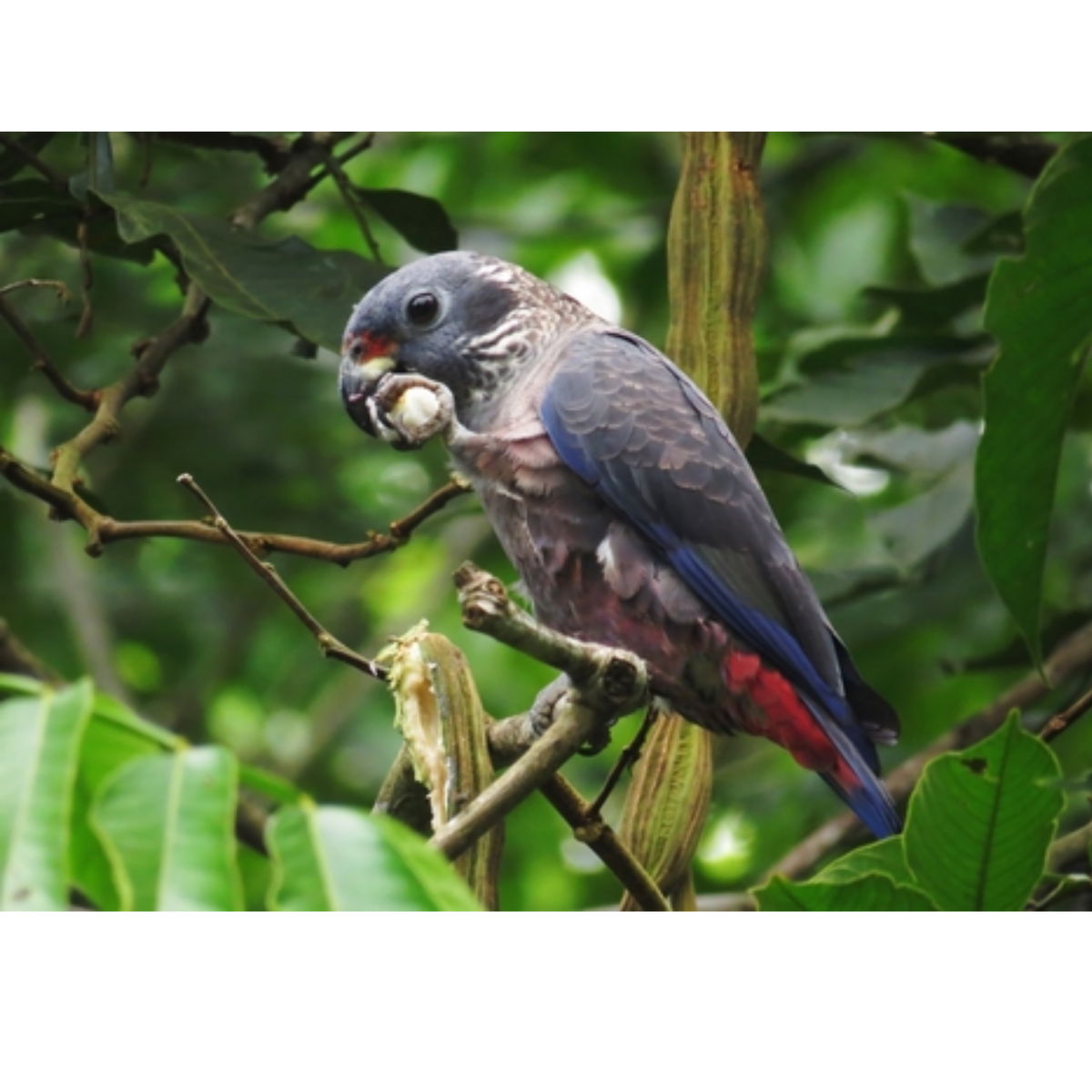Pionus | JUNGLE PROTËINE Blend