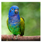 Pionus | JUNGLE PROTËINE Blend