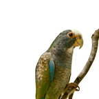 Pionus | JUNGLE PROTËINE Blend