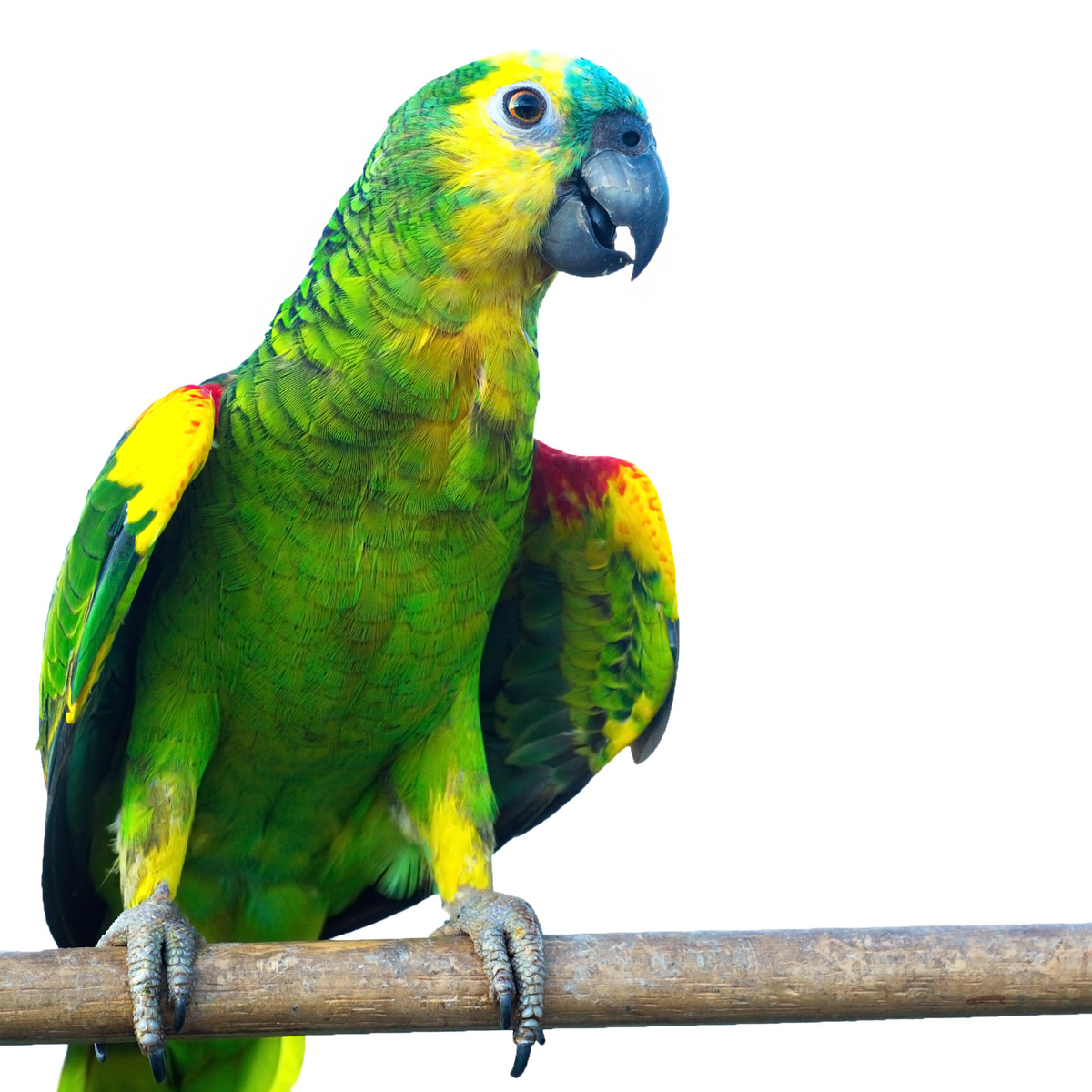Amazone | JUNGLE PROTËINE Blend