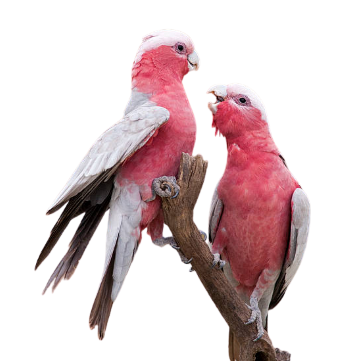 Galah - Pink papegaaien | WILDERNIS Blend