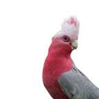 Galah - Pink papegaaien | WILDERNIS Blend