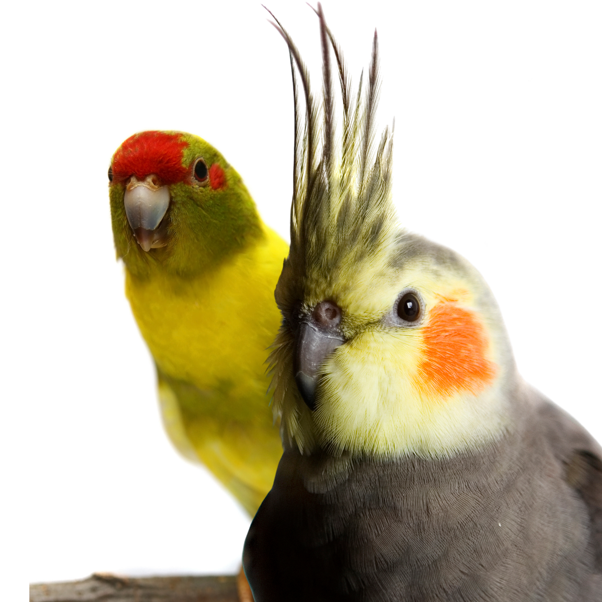 KAKARIKI | VALKPARKIETEN | SCHARRELKRACHT