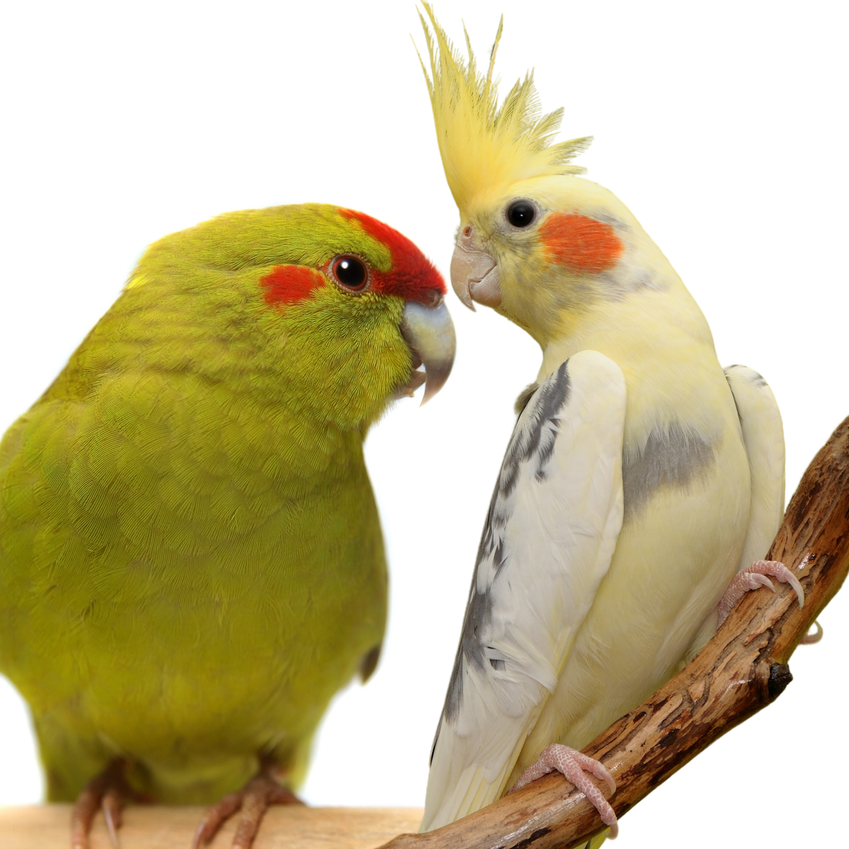 KAKARIKI | VALKPARKIETEN | SCHARRELKRACHT
