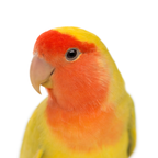 AGAPORNIS PUR