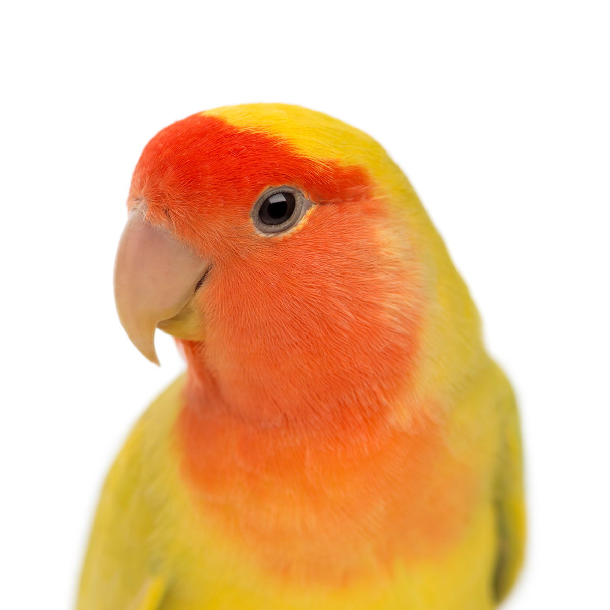 AGAPORNIS PUR