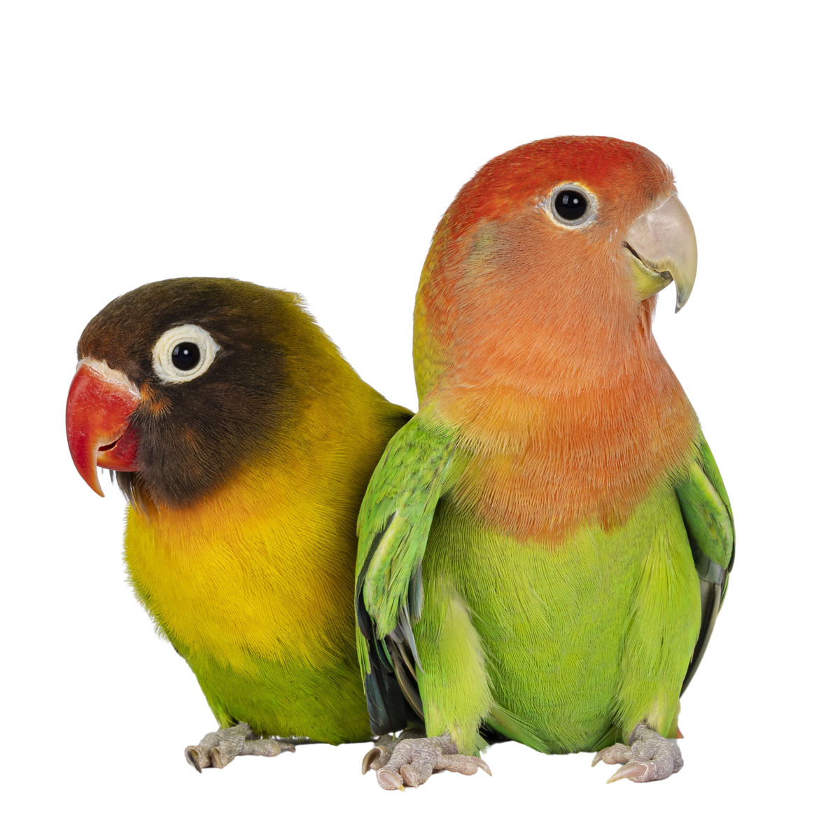 AGAPORNIS PUR