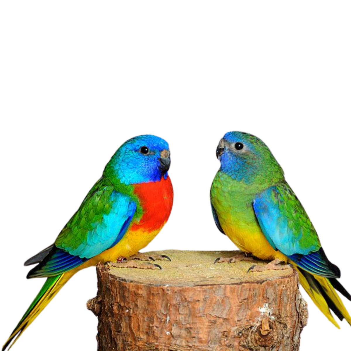 Neophema | Australische parkiet | Puur