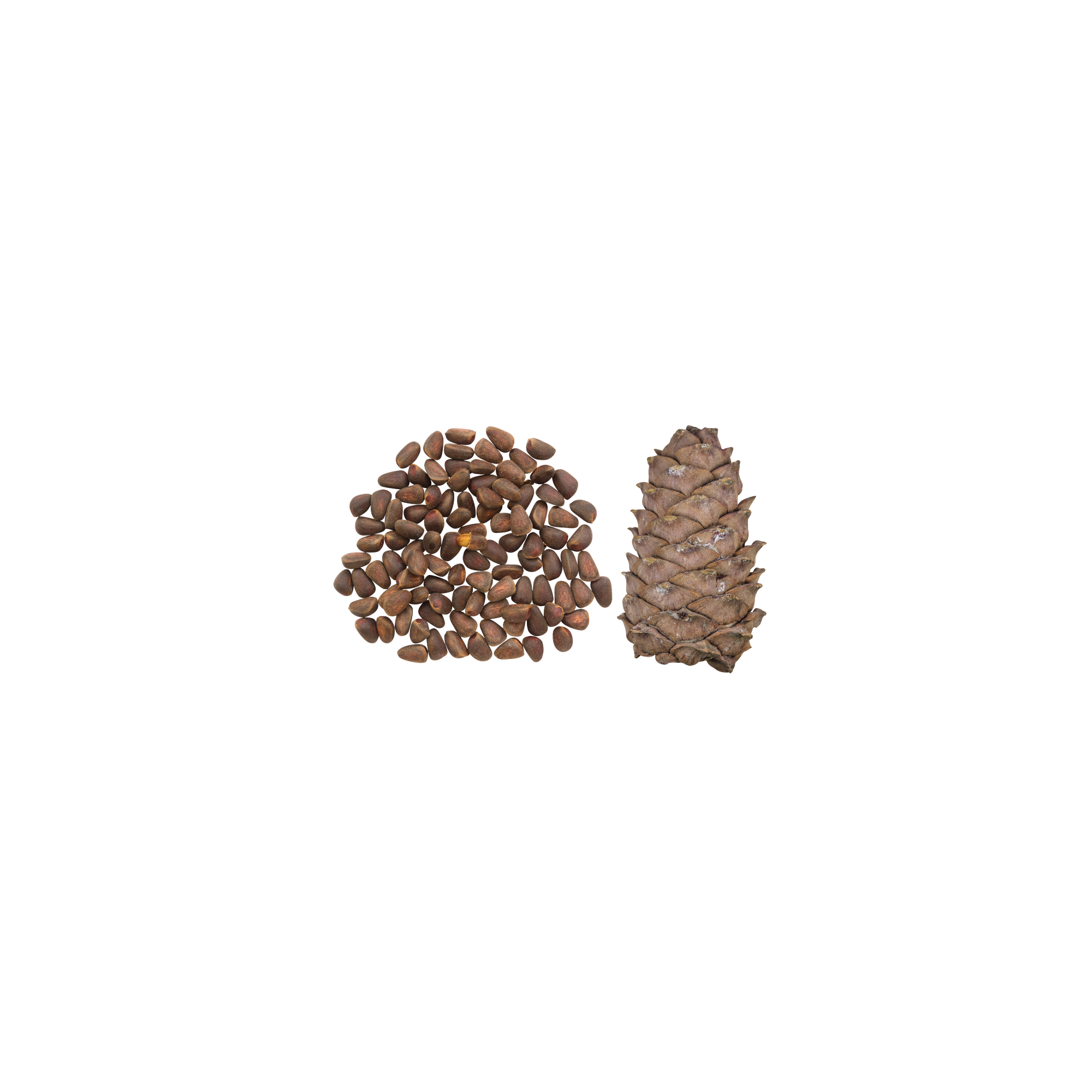 Cedernoten | 500g | noten