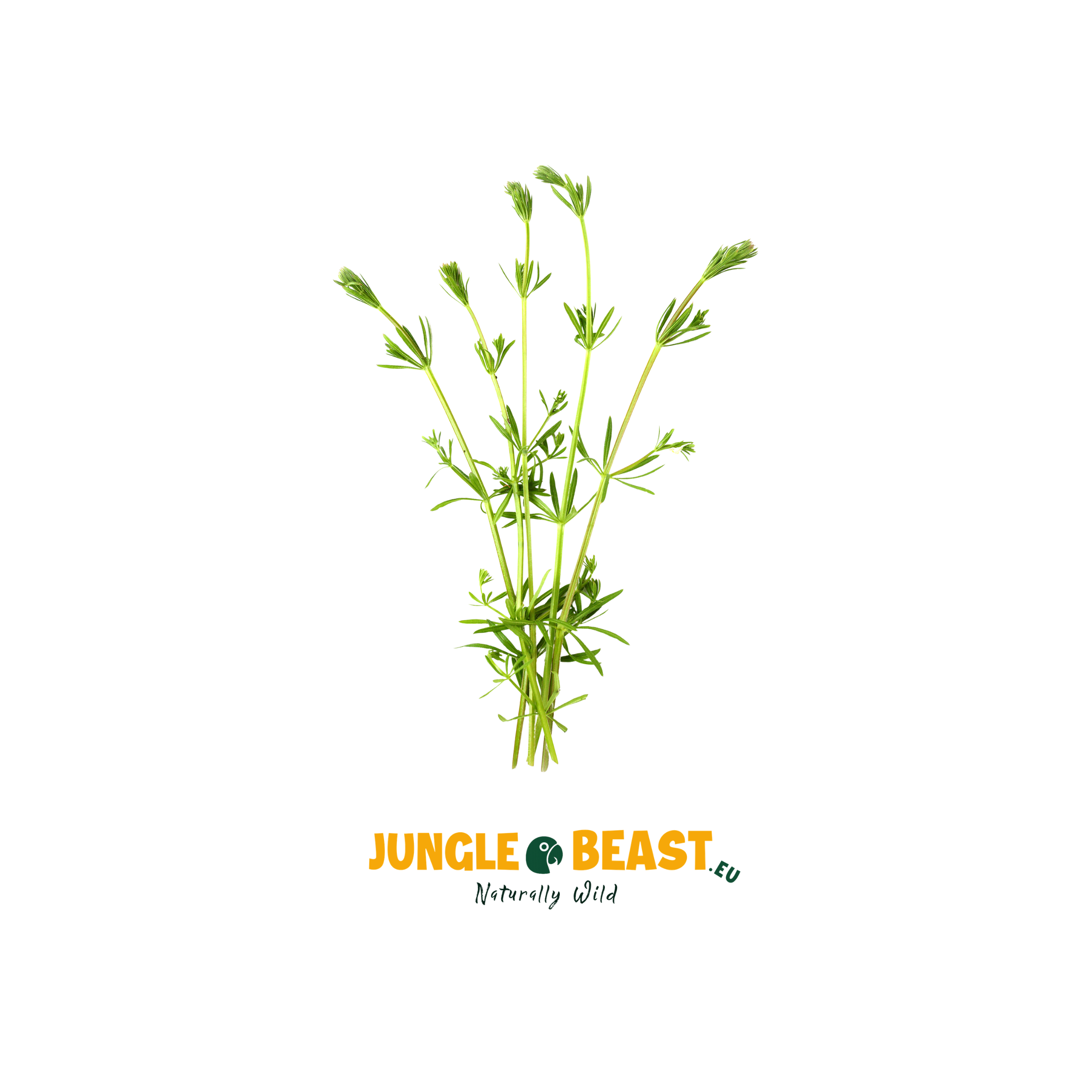 plant kleefkruid papegaaien eten