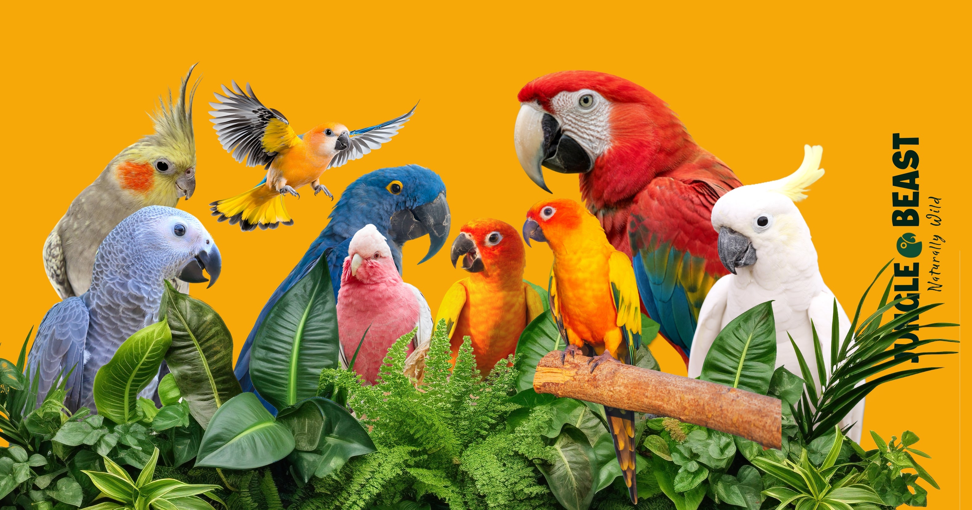een overzicht met allemaal verschillende papegaaien en het logo van Jungle Beast papegaaienvoeding