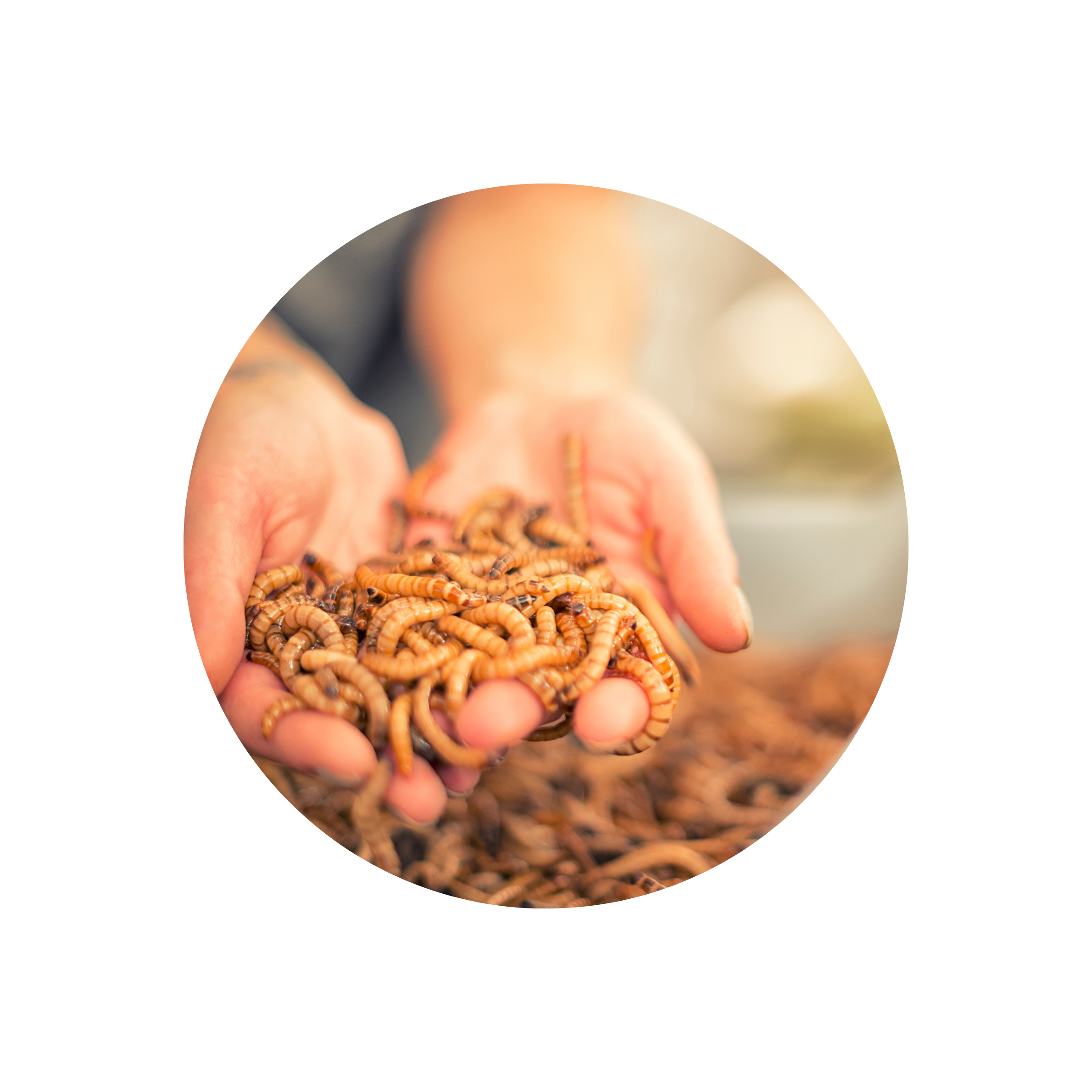 insecten en papegaaien eten